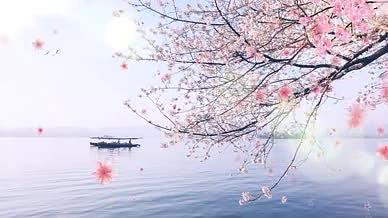 江边浪漫唯美樱花季背景视频视频的预览图